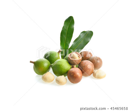 Macadamia nut on white background Macadamia nut on white background 45465658