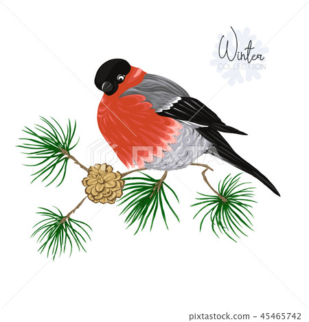 Bullfinch. Vector illustration. 45465742