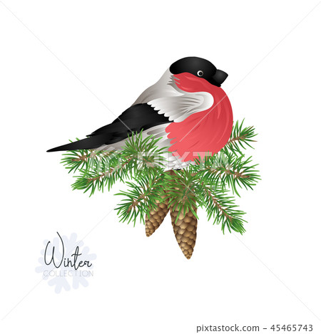 Bullfinch. Vector illustration. 45465743