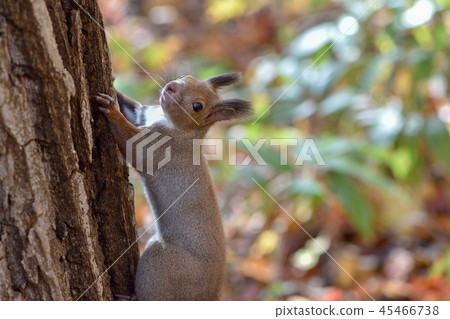 Ezoris在秋天 Ezoris在秋天 45466738