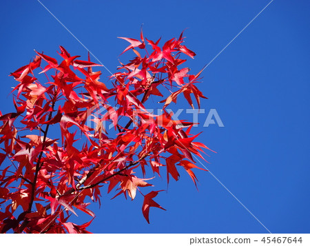 在清晰的背景上，“早晨的葉子變紅” 45467644