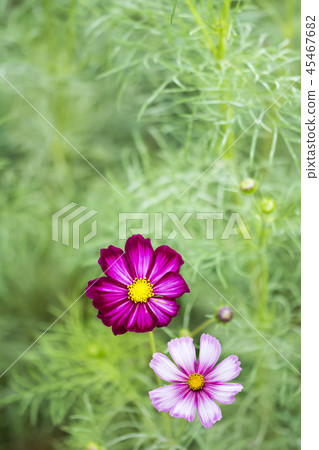 Cosmos Cosmos 45467682