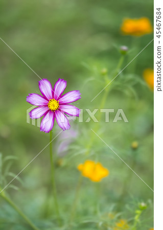 Cosmos Cosmos 45467684