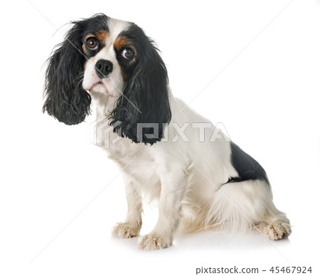 cavalier king charles 45467924