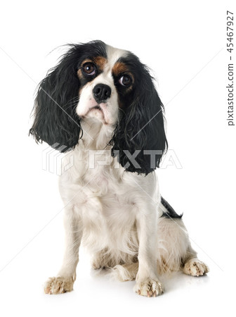 cavalier king charles 45467927