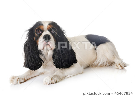 cavalier king charles 45467934
