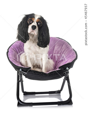 cavalier king charles 45467937