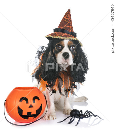 cavalier king charles cavalier king charles 45467949