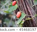 Auspicious 45468197