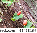 Auspicious 45468199
