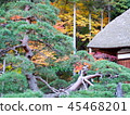 Autumn leaves 45468201