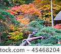 Autumn leaves 45468204