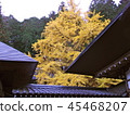 Autumn leaves 45468207