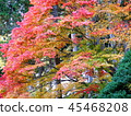 Autumn leaves 45468208