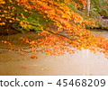 Autumn leaves 45468209