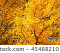 Autumn leaves 45468210