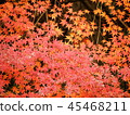 Autumn leaves 45468211