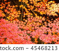 Autumn leaves 45468213