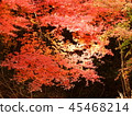 Autumn leaves 45468214