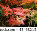 Autumn leaves 45468215