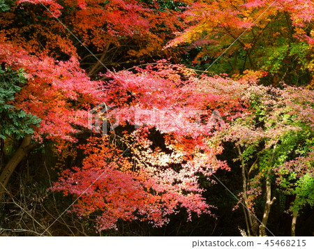 Autumn leaves Autumn leaves 45468215