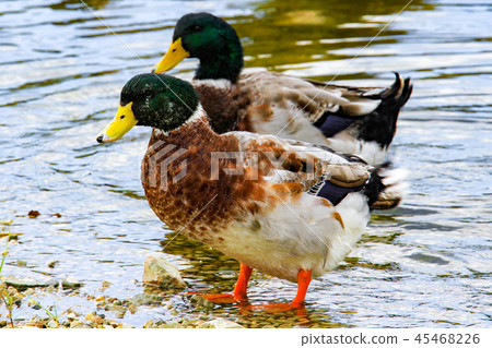 Duck of the water Duck of the water 45468226