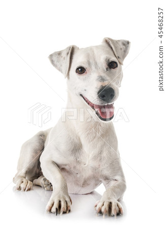 jack russel terrier jack russel terrier 45468257