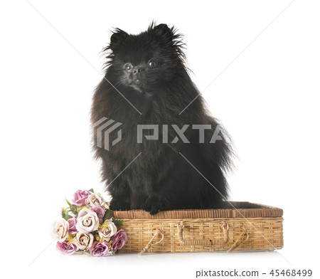 black pomeranian in studio 45468499