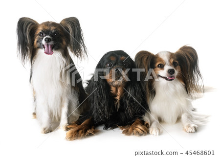 little dogs in studio 45468601