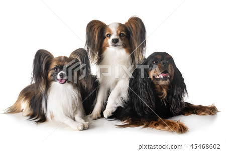 little dogs in studio little dogs in studio 45468602