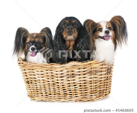 little dogs in studio 45468605