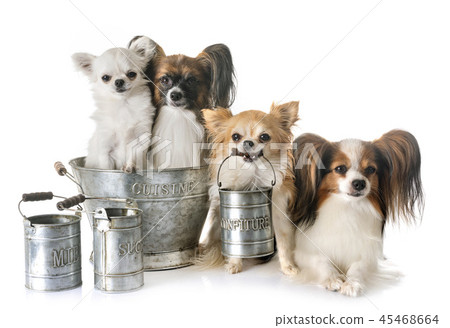 little dogs cooking 45468664