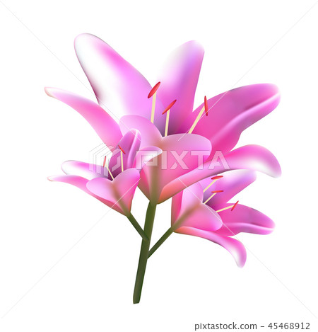 Bouquet of pink lilies. - Stock Illustration [45468912] - PIXTA
