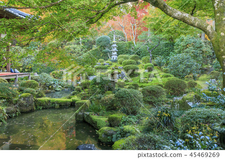 Sansenin autumn leaves Sansenin autumn leaves 45469269