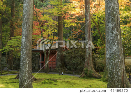 Sansenin autumn leaves Sansenin autumn leaves 45469270