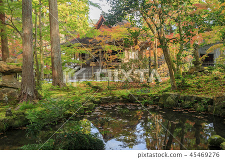 Sansenin autumn leaves 45469276