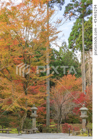 Sansenin autumn leaves Sansenin autumn leaves 45469294