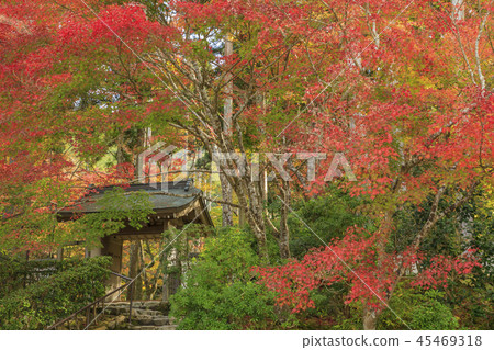 Sansenin autumn leaves 45469318