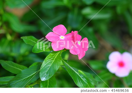 Nichinichiso 45469636