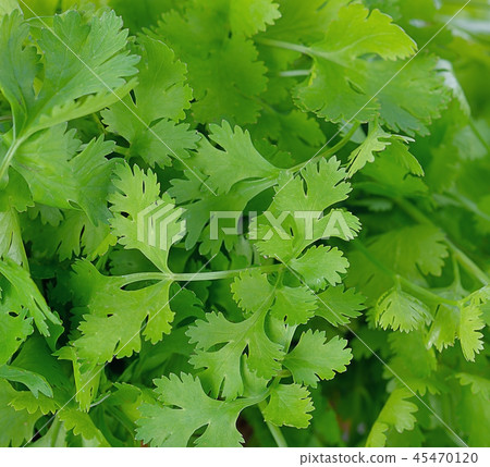 Fresh coriander (cilantro) with roots on white Fresh coriander (cilantro) with roots on white 45470120