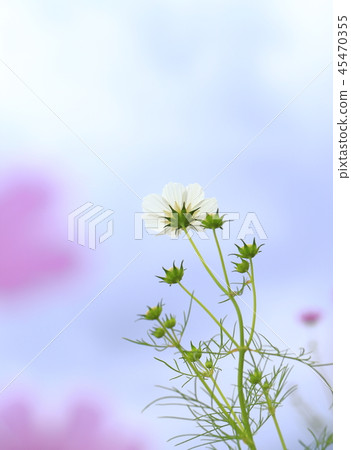 White cosmos and blue sky transmitted light pink front blur White cosmos and blue sky transmitted light pink front blur 45470355