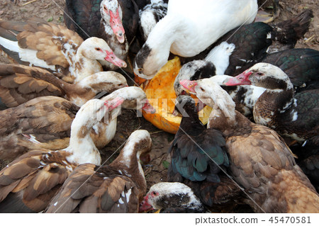 Ducks geese and muscovy ducks eat pumpkin Ducks geese and muscovy ducks eat pumpkin 45470581
