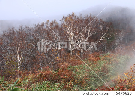 The road to the top of the Itoyo mountain peak in the Tohoku Itoyo mountain area The road to the top of the Itoyo mountain peak in the Tohoku Itoyo mountain area 45470626