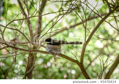Malaysian Pied Fantail 45470814