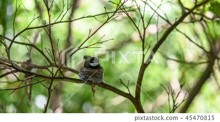 Malaysian Pied Fantail 45470815