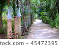 Forest road 45472395