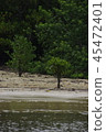 Riverside trees 45472401