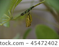 Butterfly's pupa 45472402