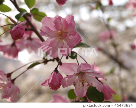 Yamazaki River Hanakaien (Hanakaidou) 45473654