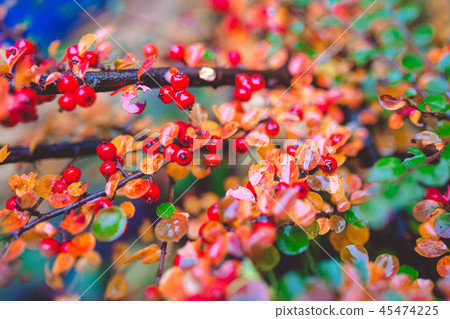 Red and green leaves of barberry Berberis thunbergii Atropurpurea after rain. Beautiful colorful 45474225